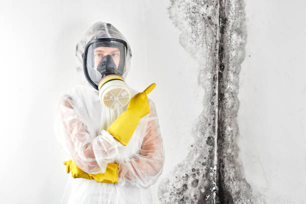 Reliable Marion, IA Mold Removal Services Solutions